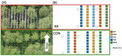 Contrasted agronomical and physiological responses of five Coffea arabica genotypes under soil water deficit in field conditions